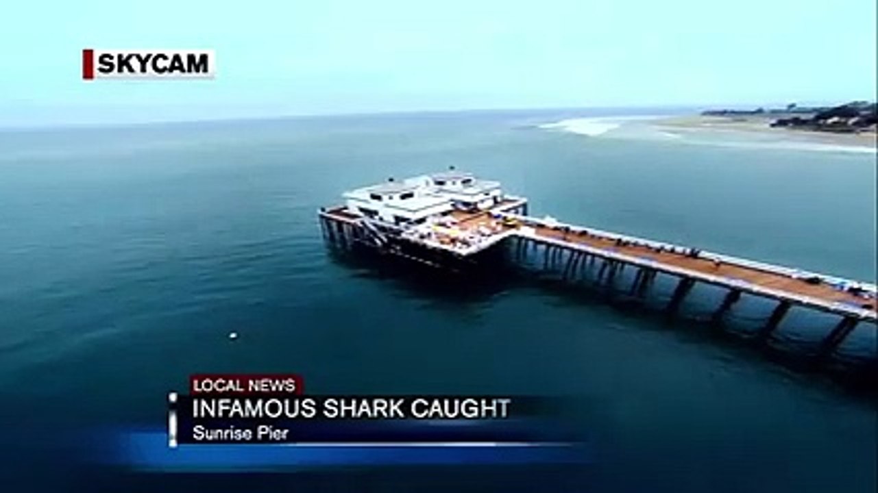 Köpek Balığı Canlanınca Olanlar Oldu.. Yok Böyle Bir Şey