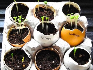 Fab or Fail? 3 Facebook Gardening Videos