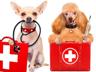 What’s The Deal? 3 Most Popular Pet Insurance Plans