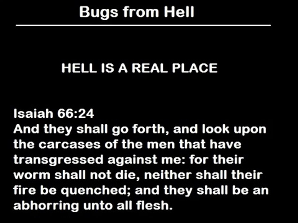 Bugs from Hell