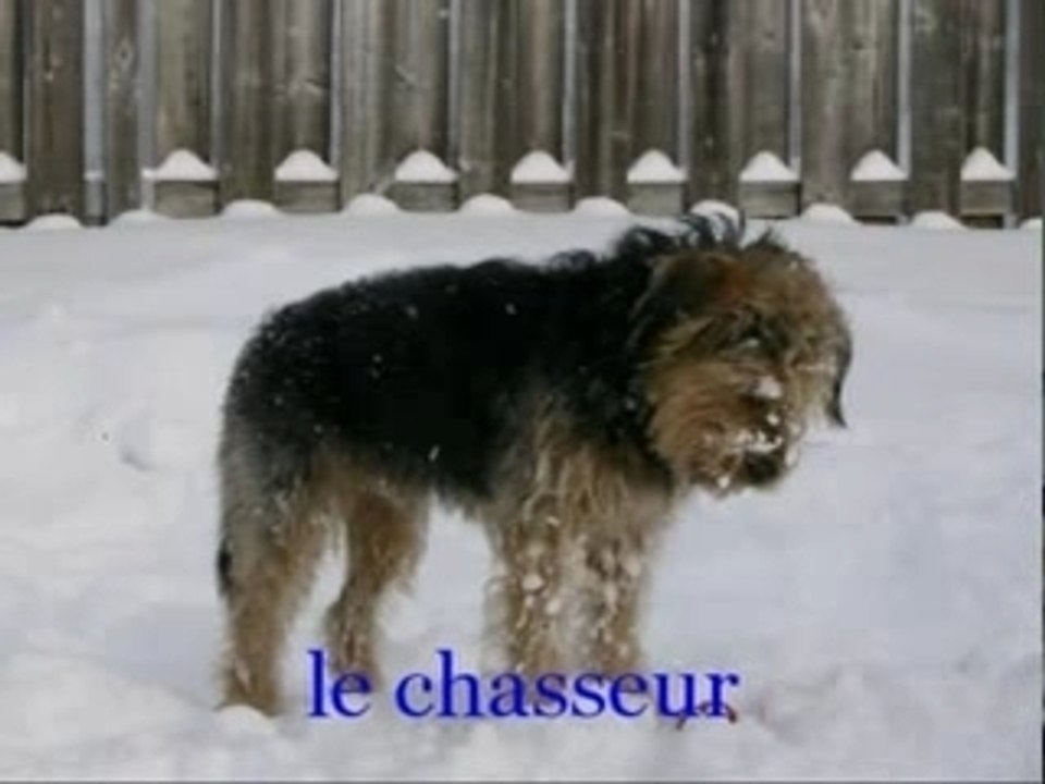 mon ptit guizmo damour un griffon nivernais