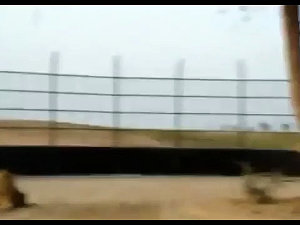 Man vs Lion.. unbelievable