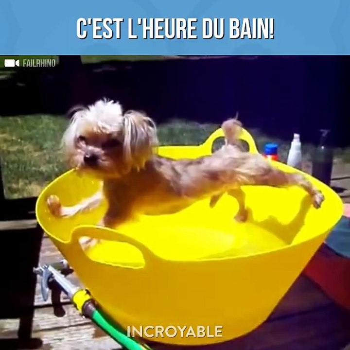 Des chiens qui détestent les bains - Compilation d'animaux adorable