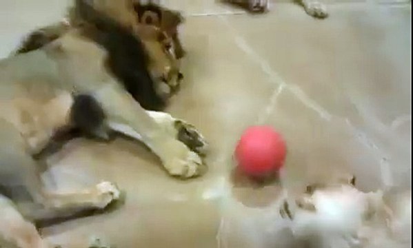 Voila comment les gros félins paresseux jouent à la balle