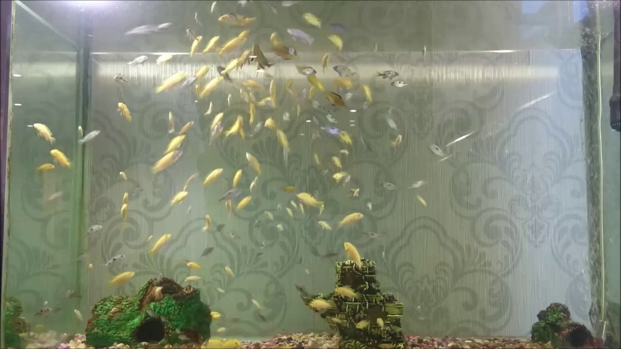 400 Civarı Yunus Ciklet ve Sarı Prenses yavrusu