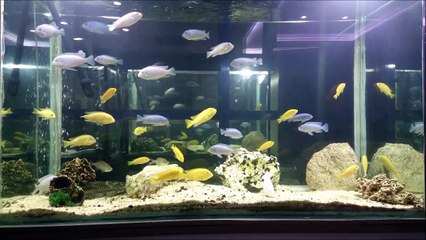 450 Lt'lik Muhteşem Ciklet Akvaryumu