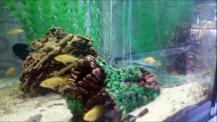 700 Civarı Yavru Bulunan 400 Lt'lik Akvaryum