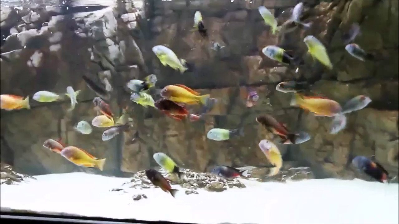 1200 Lt'lik Karma Tropheus Akvaryumu