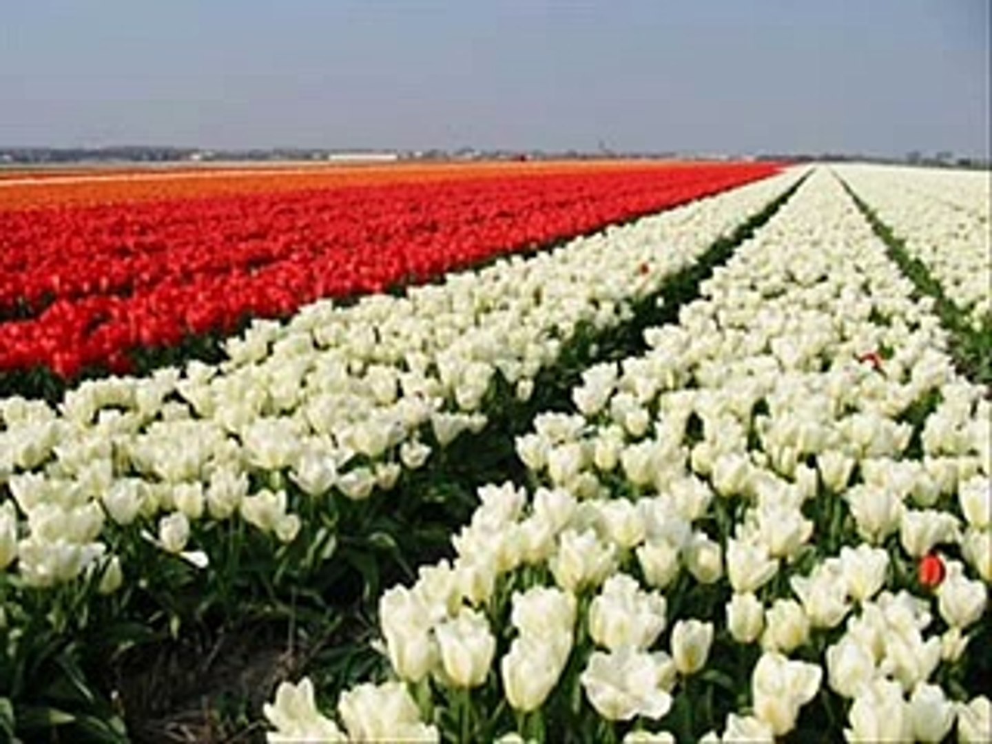 ⁣Anouk - Sacrifice