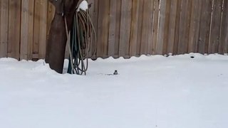 Crazy Winter Squirrels #1