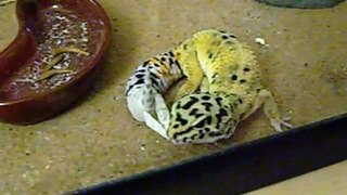 Our Leopard Gecko, Houdini, escaping from his skin