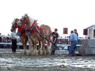 Tir de chevaux lourd,Festival équestre 2007