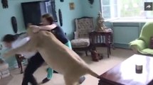 Lion attacks man at home