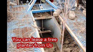 Fast way to plant small trees   5-6 and 7 ft tall