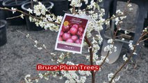 Fruit Trees in Bucks County   Bruce Plum Trees