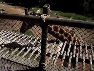 Feeding a Giraffe at the Santa Barbara Zoo