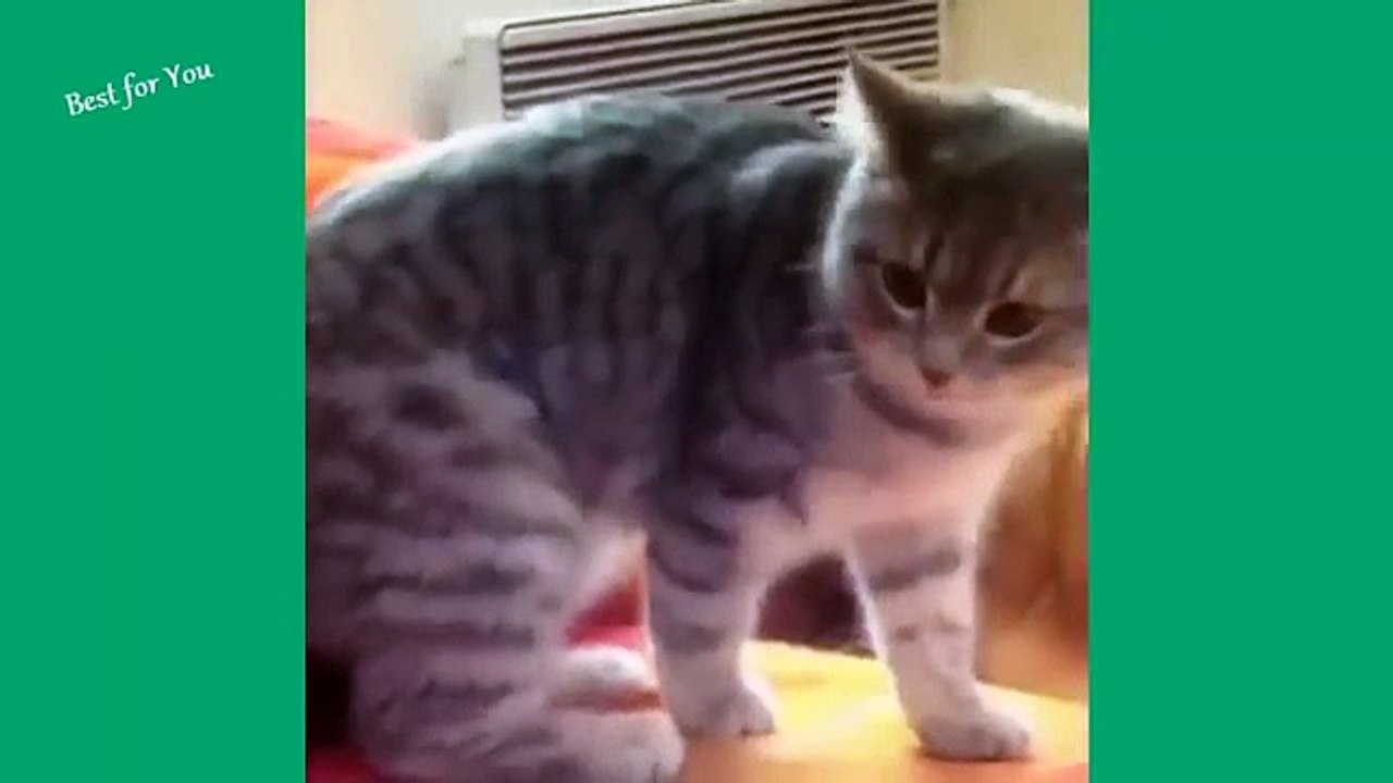 Funny Cats Vine Compilation September 2015