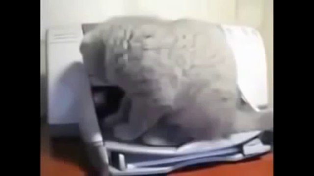 Funny Cats Compilation Funny Cat Videos Ever Funny Videos Funny Animals Funny Animal Videos 4