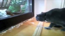 Animals Talking - Funny Compilation - Talking Cats
