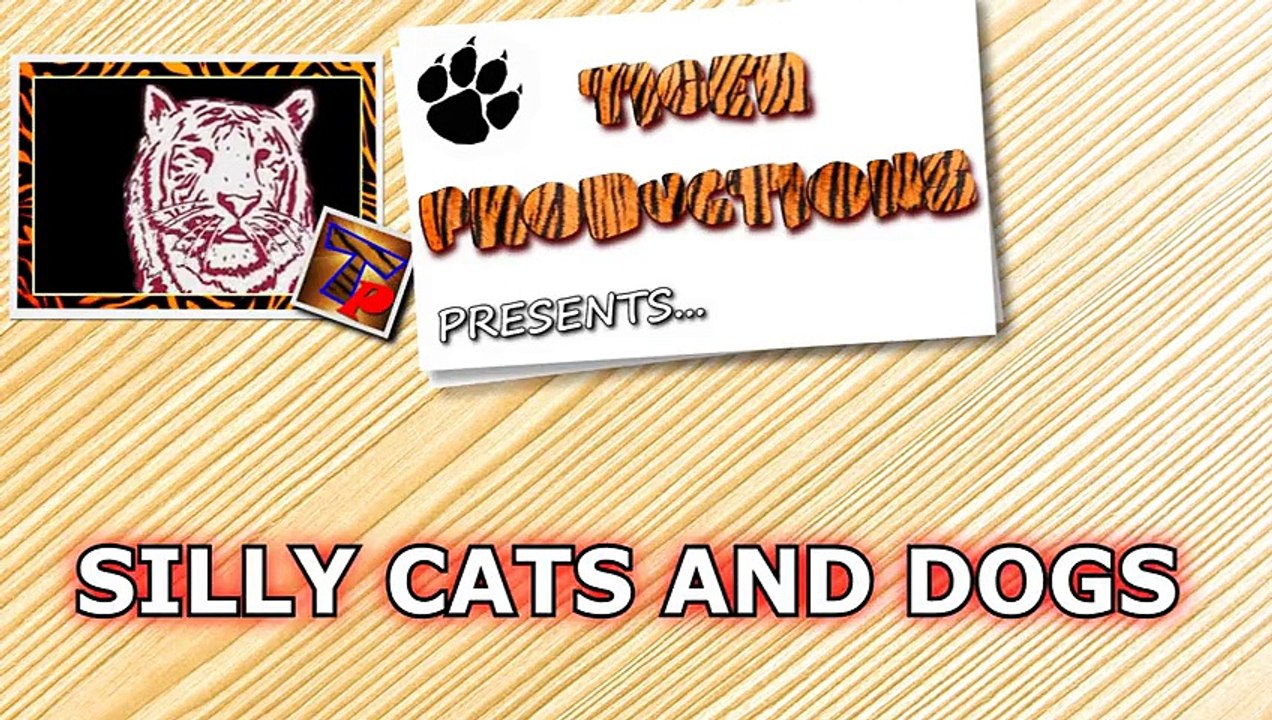 Cats and dogs together are so silly - Funny cat & dog compilation