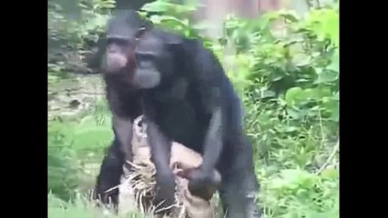 Funny Monkeys - Funny Animal Videos Compilation of the Funniest Animals
