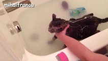 Cats Saying -No- to Bath - A Funny Cats In Water Compilation