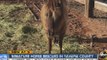 Miniature horse rescued in Yavapai County