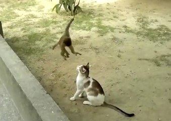 Funny Animals of Monkey Playing with Cat