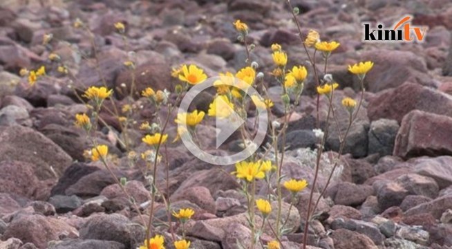 Kawasan kering tiba-tiba ditumbuhi bunga luar biasa