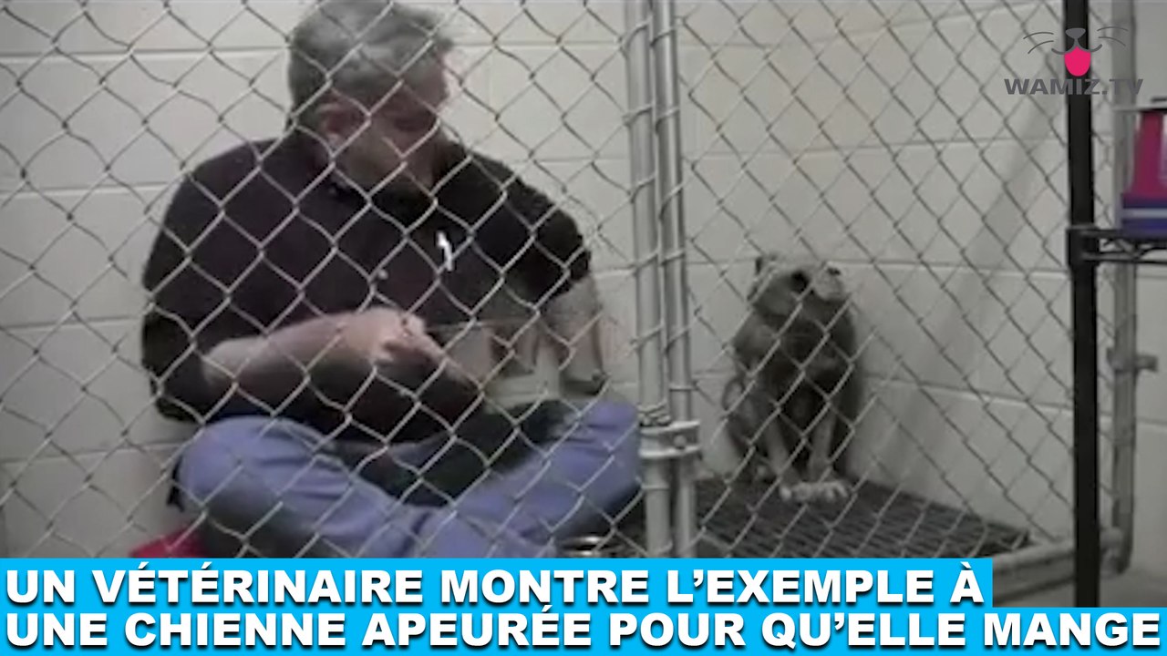 Un vétérinaire montre l'exemple à une chienne apeurée pour qu'elle mange ! Plus d'infos dans la minute chien #164