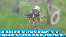 Deux chiens handicapés se baladent toujours ensemble ! Découvrez-les dans la minute chien #165