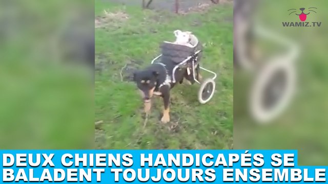 Deux chiens handicapés se baladent toujours ensemble ! Découvrez-les dans la minute chien #165