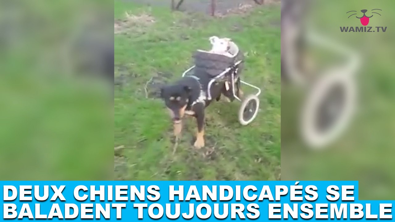 Deux chiens handicapés se baladent toujours ensemble ! Découvrez-les dans la minute chien #165