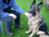 Mouse the dog learns to shake hands
