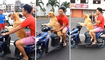 Ever see a dog wearing sunglasses while riding a scooter...driving a human? | Adorabo