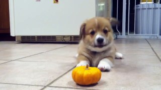 Cute Corgi puppy does not like pumpkins