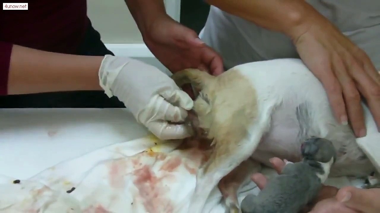 A Beautiful Chihuahua Puppy Boy gives birth [4unow.net]