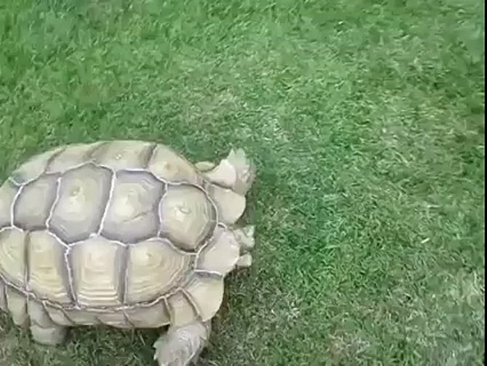 Turtle saves his friend.
