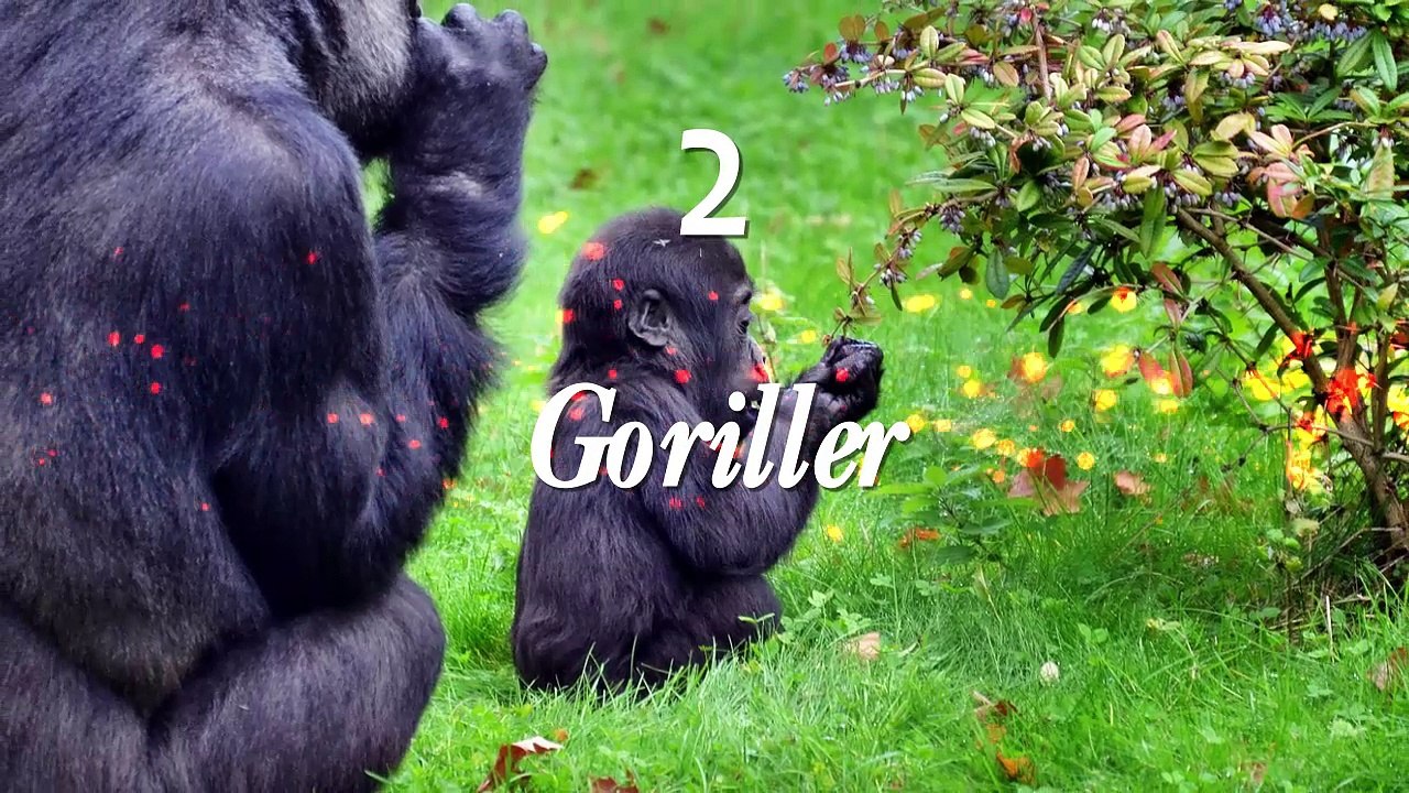 Hayvanların muhteşem iletişim şekilleri