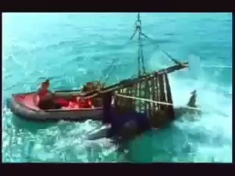 Cận cảnh Cá Mập Khổng Lồ ăn thịt Người