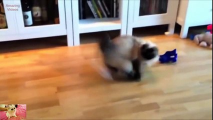 Chết cười với hình ảnh những con mèo béo bị vồ ếch