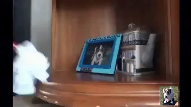 Chú chó thông minh nhất thế giới tự thức sớm làm việc nhà - Hài Hước Động Vật