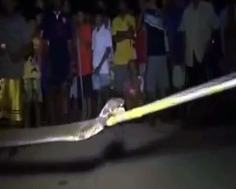 Dong Vat Hoang Da - Bắt Rắn Độc Trong Gầm ô tô