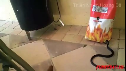 Hổ mang chúa và những kẻ thù không đội trời chung phần 1 -  Cobra and the implacable enemy part 1