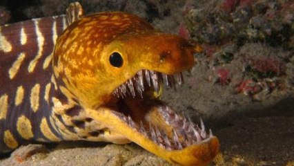 Top 10 Most Dangerous Sea Creatures