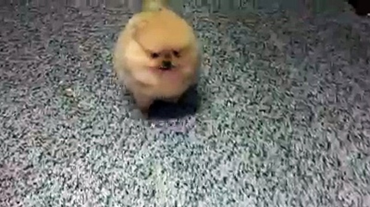 GREAT VIDEO MUST WATCH (3)