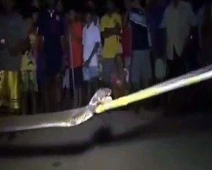 Dong Vat Hoang Da - Bắt Rắn Độc Trong Gầm ô tô