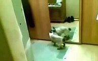 Stupid Animals - Very Funny Video _ cat jumps into mirror funny cat 2015