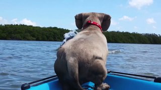 Dog Wants To Befriend Dolphin