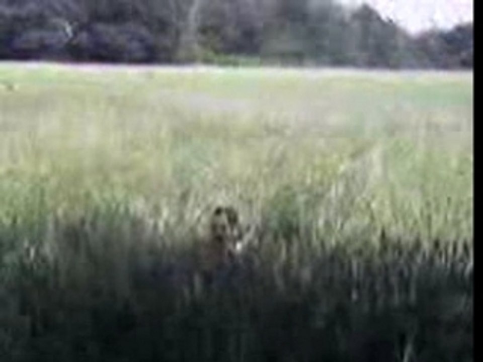 un petit delire